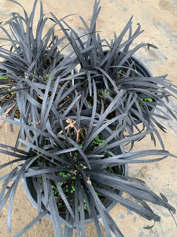 Black Mondo Grass Live Plant – Ophiopogon Japonicus – 1 Gallon Pot - Image 1