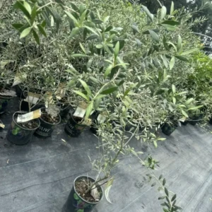 Black Olive Live Tree - Cold Hardy Air Layered Plant - 3ft and Up - Outdoor - Image 3