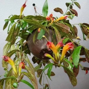 Black Pagoda Lipstick Live Plant - 4-6" Tall - 2" Pot - Aeschynanthus longicaulis - Indoor Houseplant - Image 2