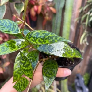 Black Pagoda Lipstick Live Plant - 4-6