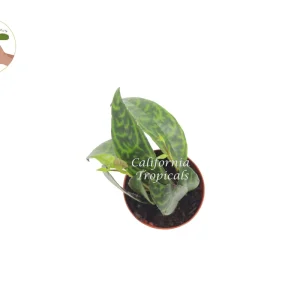Black Pagoda Lipstick Plant – Live Indoor Plant – 2 inch Pot - Image 2