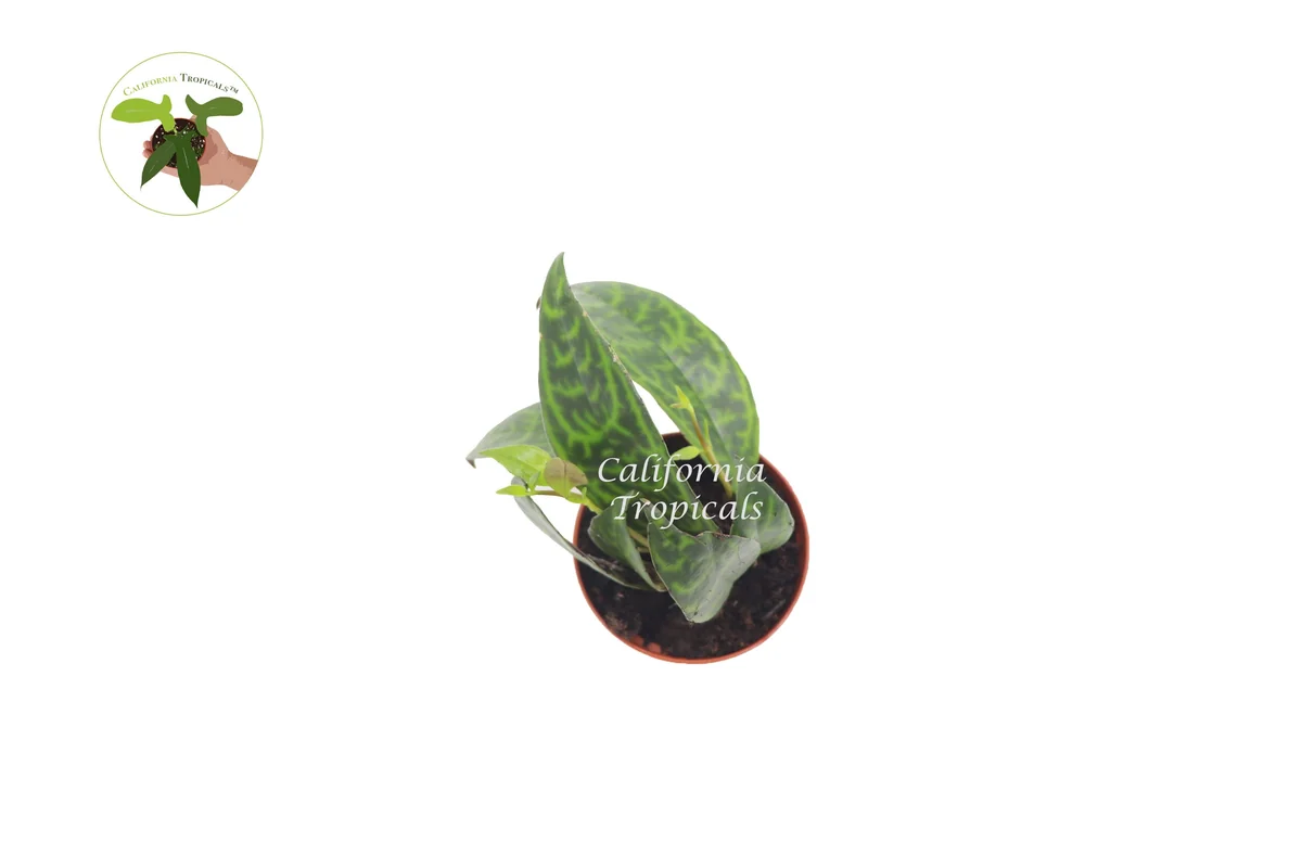 Black Pagoda Lipstick Plant – Live Indoor Plant – 2 inch Pot - Image 2