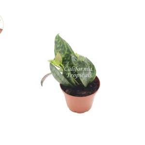 Black Pagoda Lipstick Plant – Live Indoor Plant – 2 inch Pot - Image 1