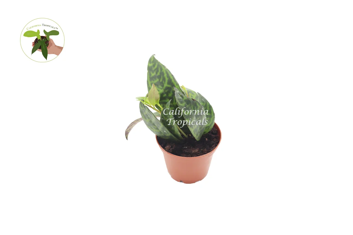 Black Pagoda Lipstick Plant – Live Indoor Plant – 2 inch Pot - Image 1