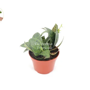 Black Pagoda Lipstick Plant Live Plant - 4 inch Pot - Aeschynanthus - Image 1