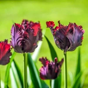 Black Parrot Tulip Bulbs - 10 Count Unique Flowers Spring Garden - Image 7
