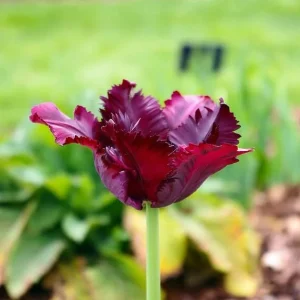 Black Parrot Tulip Bulbs - Dark Purple Spring Flowers 18-20" Tall Zone 2-8 - Image 2
