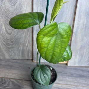 Black Pepper Live Plant (Piper nigrum) – 4 inch Pot – Edible Vine - Image 3