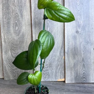 Black Pepper Live Plant (Piper nigrum) – 4 inch Pot – Edible Vine - Image 4