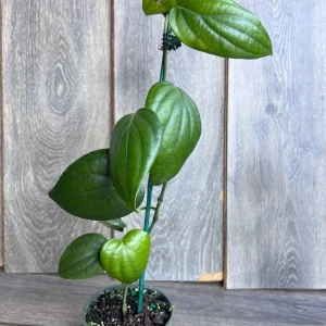 Black Pepper Live Plant (Piper nigrum) – 4 inch Pot – Edible Vine - Image 6