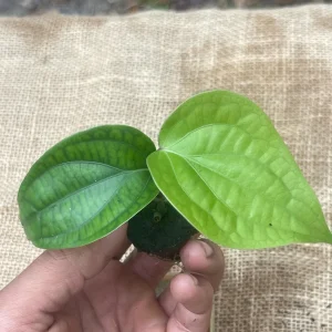 Black Pepper Live Plant (Piper nigrum) - Grow Your Own Spice Vine - Image 3