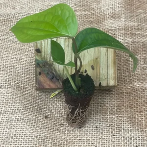 Black Pepper Live Plant (Piper nigrum) - Grow Your Own Spice Vine - Image 5