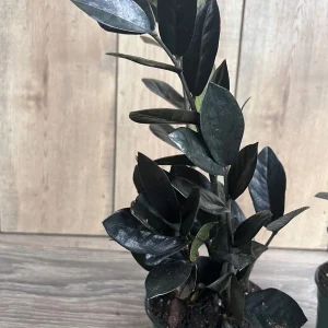 Black Raven ZZ Plant - Dark Zamioculcas zamiifolia Live Plant, 4 inch Pot, Indoor - Image 2