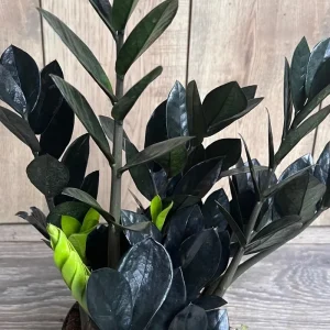 Black Raven ZZ Plant - Dark Zamioculcas zamiifolia Live Plant, 4 inch Pot, Indoor - Image 1