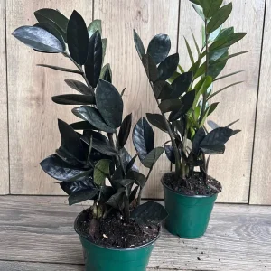 Black Raven ZZ Plant - Dark Zamioculcas zamiifolia Live Plant, 4 inch Pot, Indoor - Image 5
