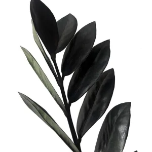Black Raven ZZ Plant Live Plant – Zamioculcas zamiifolia – 4