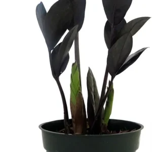 Black Raven ZZ Plant Live Plant – Zamioculcas zamiifolia – 4