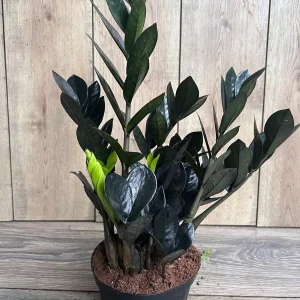 Black Raven ZZ Plant – Zamioculcas zamiifolia raven Live Plant – 6 inch Pot – Indoor - Image 3