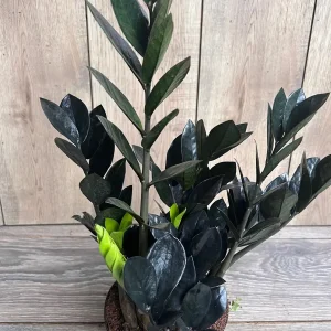 Black Raven ZZ Plant – Zamioculcas zamiifolia raven Live Plant – 6 inch Pot – Indoor - Image 4