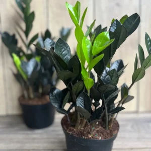 Black Raven ZZ Plant – Zamioculcas zamiifolia raven Live Plant – 6 inch Pot – Indoor - Image 6