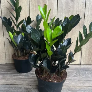 Black Raven ZZ Plant – Zamioculcas zamiifolia raven Live Plant – 6 inch Pot – Indoor - Image 7