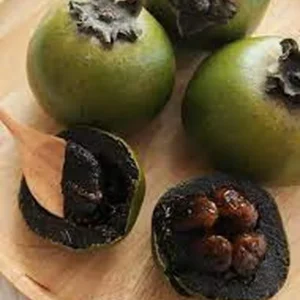 Black Sapote Fruit Tree - 2 ft Tall Live Plant in 1 Gallon Pot - Image 2