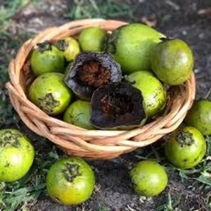 Black Sapote Fruit Tree - 2 ft Tall Live Plant in 1 Gallon Pot - Image 3