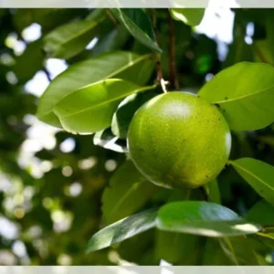 Black Sapote Fruit Tree - 2 ft Tall Live Plant in 1 Gallon Pot - Image 4