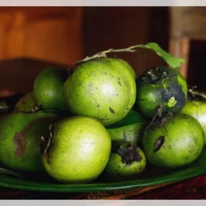 Black Sapote Fruit Tree - 2 ft Tall Live Plant in 1 Gallon Pot - Image 5