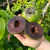 Black Sapote Fruit Tree - 2 ft Tall Live Plant in 1 Gallon Pot - Image 1