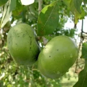 Black Sapote Live Plant – 1 to 2 Feet Tall – Chocolate Pudding Fruit Tree – 3 Gallon Pot - Image 1