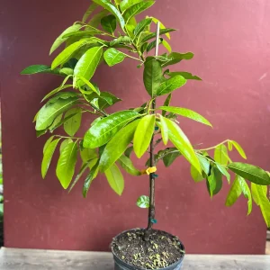 Black Sapote Live Plant – Grafted Fruit Tree – 3 Gallon Pot – Tropical - Image 2