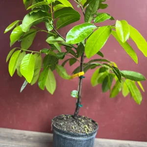 Black Sapote Live Plant – Grafted Fruit Tree – 3 Gallon Pot – Tropical - Image 3