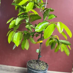 Black Sapote Live Plant – Grafted Fruit Tree – 3 Gallon Pot – Tropical - Image 4