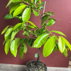 Black Sapote Live Plant – Grafted Fruit Tree – 3 Gallon Pot – Tropical - Image 5