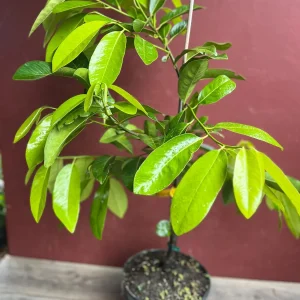 Black Sapote Live Plant – Grafted Fruit Tree – 3 Gallon Pot – Tropical - Image 6