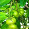 Black Sapote Live Plant - Matt Snow Variety - Air-Layered Tree - Almost 3ft Tall - Image 1
