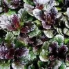 Black Scallop Ajuga Reptans Live Plant - 3.5 Inch Pot - Ground Cover - Outdoor - Image 1