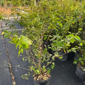 Black Surinam Cherry Live Plant – 5 Gallon – 4 Feet Tall – Fruit Tree - Image 3