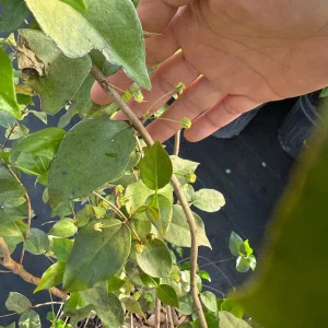 Black Surinam Cherry Live Plant – 5 Gallon – 4 Feet Tall – Fruit Tree - Image 5