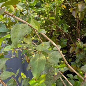 Black Surinam Cherry Live Plant – 5 Gallon – 4 Feet Tall – Fruit Tree - Image 9