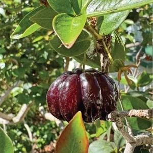 Black Surinam Cherry Tree Live Plant – 3 Gallon – 2-3 Feet Tall - Image 2