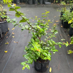 Black Surinam Cherry Tree Live Plant – 3 Gallon – 2-3 Feet Tall - Image 4