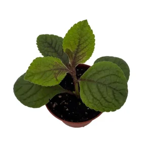 Black Swedish Ivy Live Plant - Plectranthus 'Gothic' - 2.5