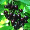 Black Tartarian Sweet Cherry Scion Wood Cuttings - 6 Organic Prunus Avium - Image 1
