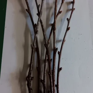 Black Tartarian Sweet Cherry Scion Wood Cuttings - 6 Organic Prunus Avium - Image 2