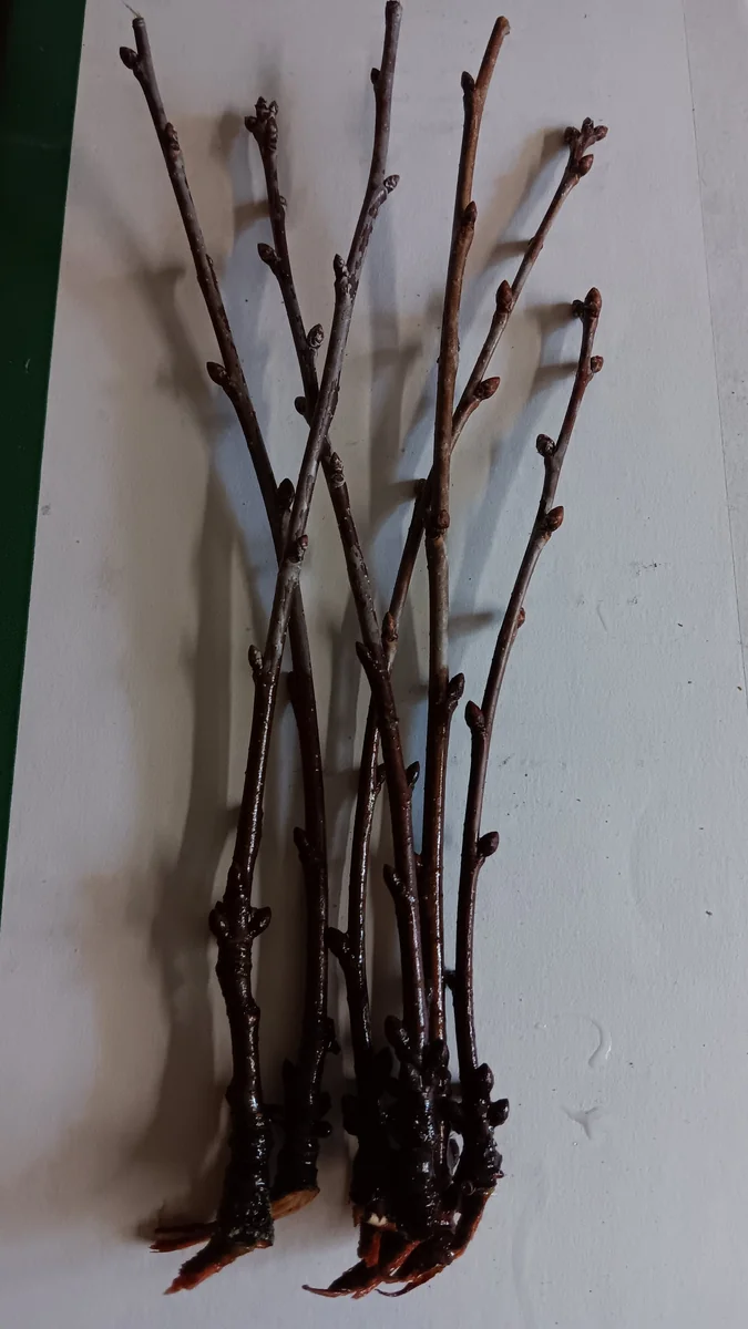 Black Tartarian Sweet Cherry Scion Wood Cuttings - 6 Organic Prunus Avium - Image 2
