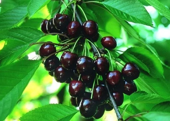 Black Tartarian Sweet Cherry Scion Wood Cuttings - 6 Organic Prunus Avium - Image 1