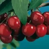 Black Tartarian Sweet Cherry Tree - Live Plant - 3-4 Ft Tall - 3 Gallon Pot - Image 1