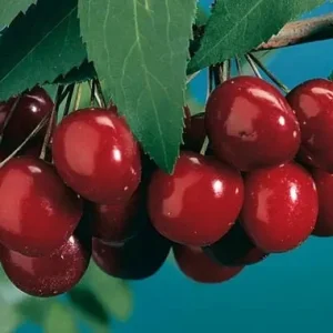 Black Tartarian Sweet Cherry Tree - Live Plant - 3-4 Ft Tall - 3 Gallon Pot - Image 1